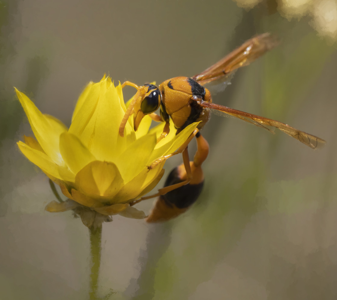 "Potter Wasp" stock image