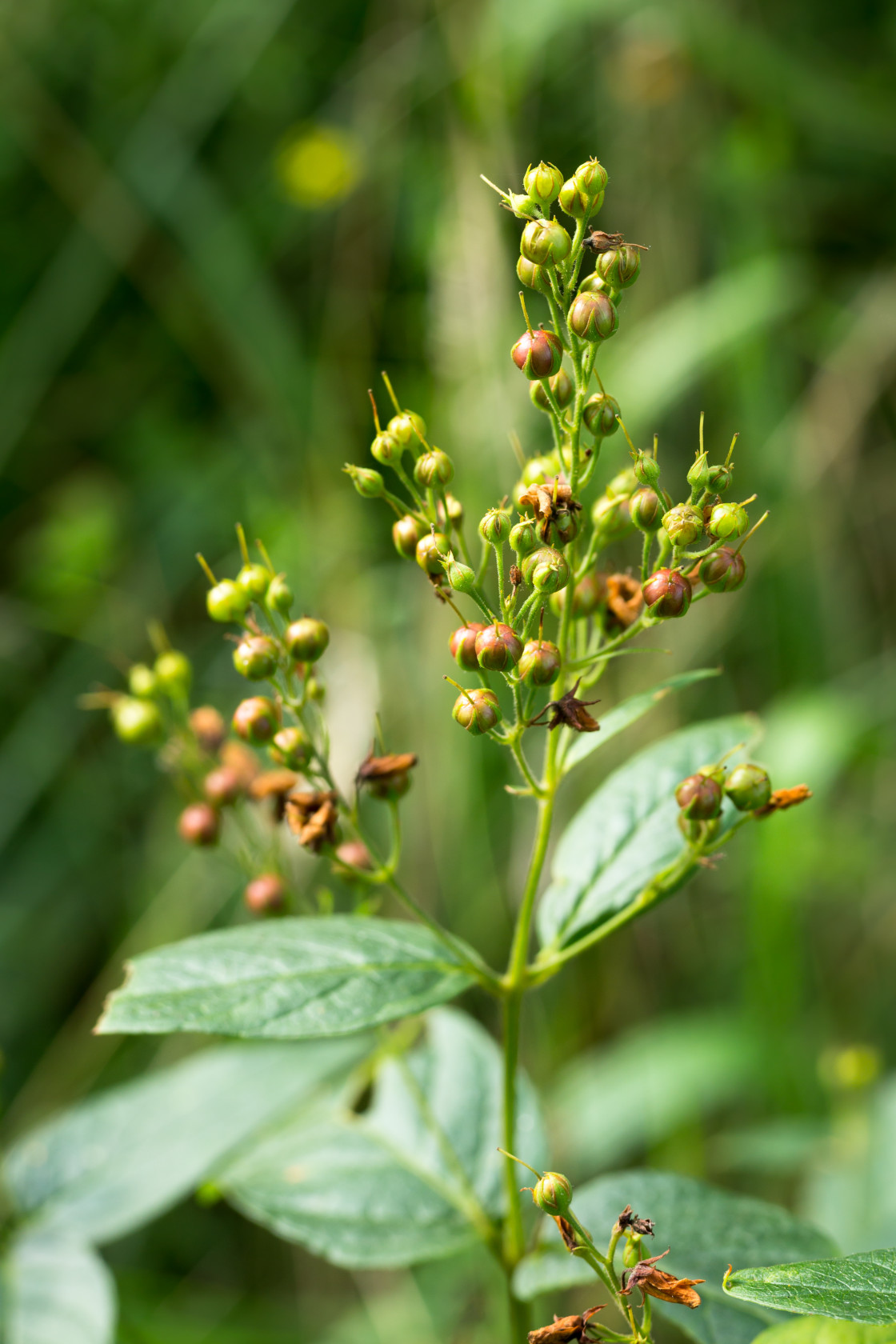 "Yellow Loosestrife Going to Seed" stock image