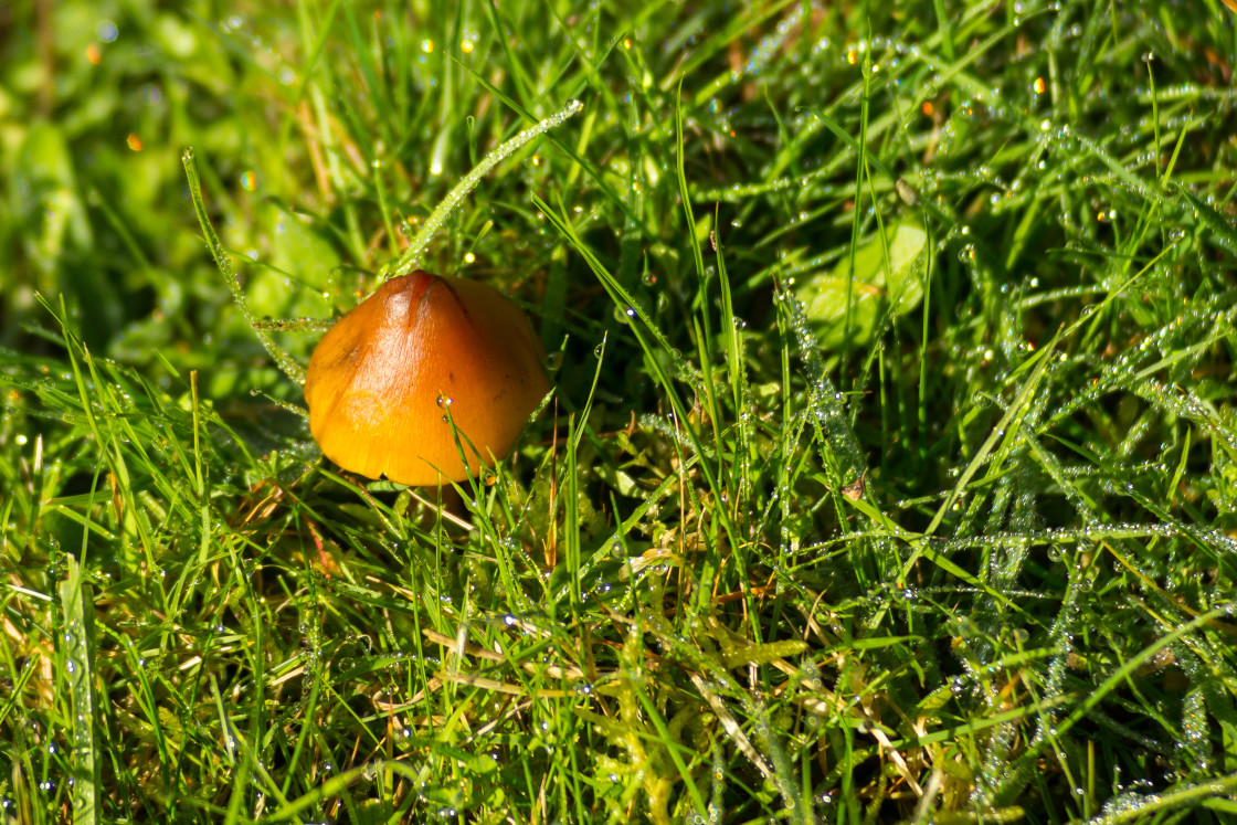 "Orange Bonnet" stock image