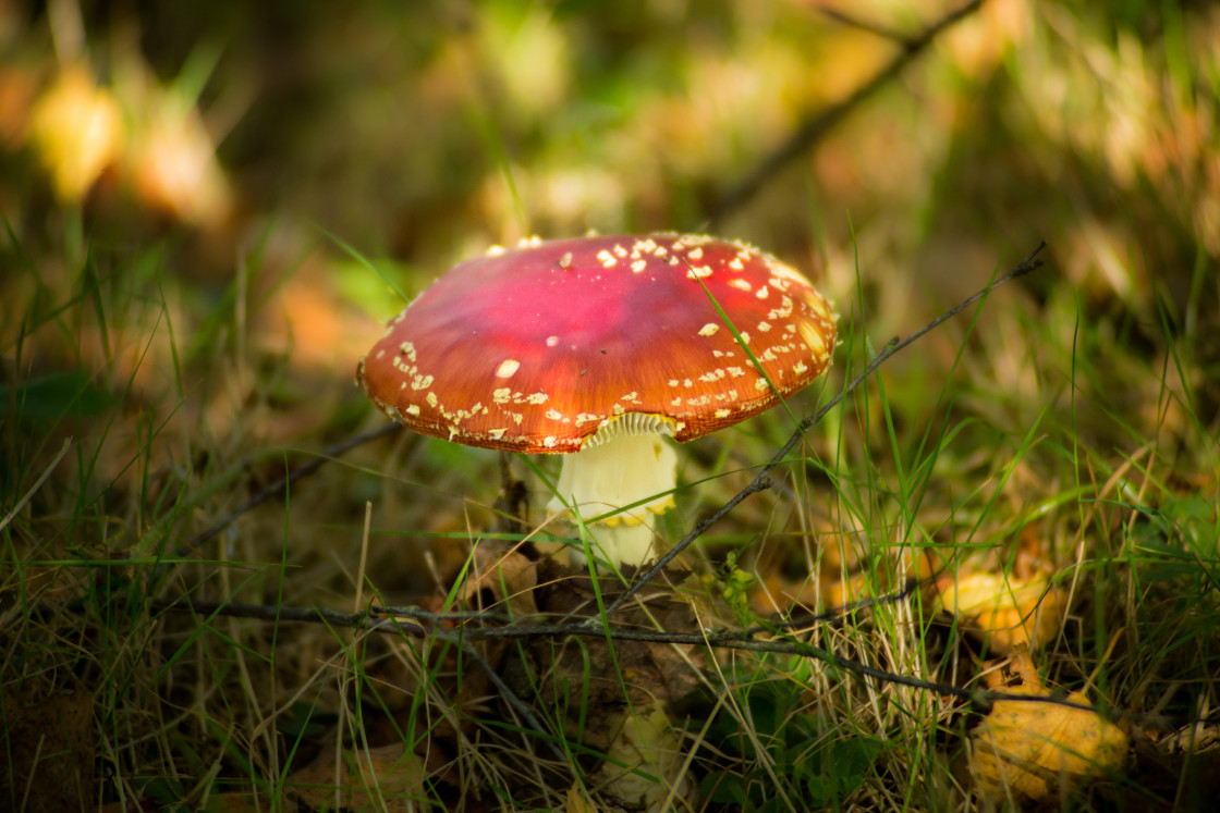 "Fly Agaric Toadstool" stock image