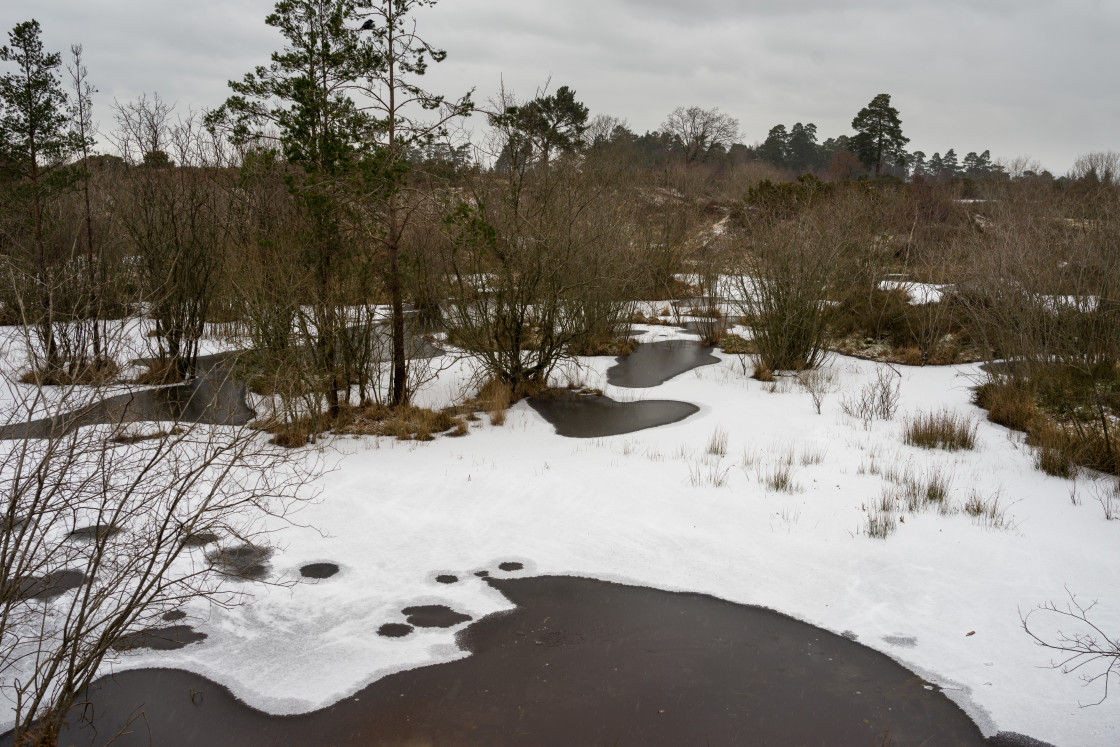 "Sub-zero Waterhole" stock image