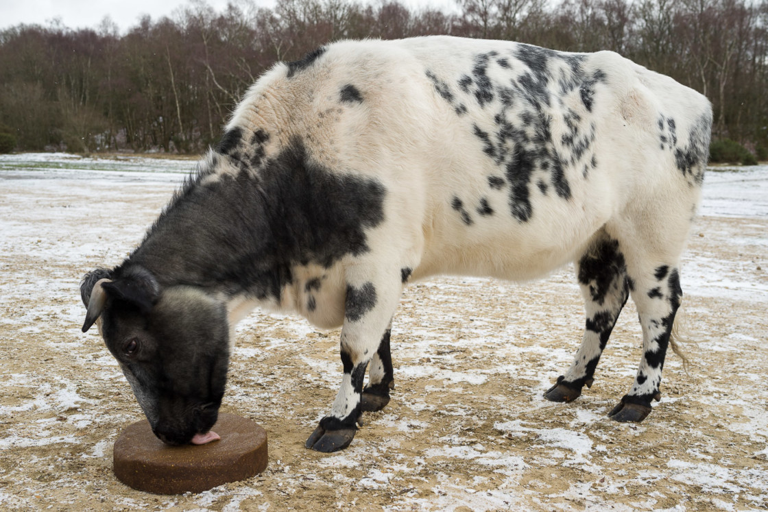 "Cow Lick Block" stock image