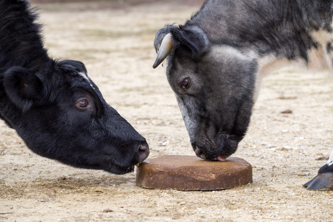 "Cows licking Mineral Block" stock image