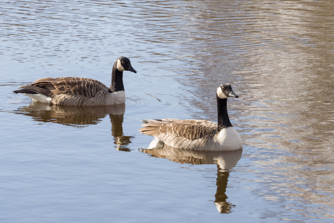 "Canada Geese" stock image