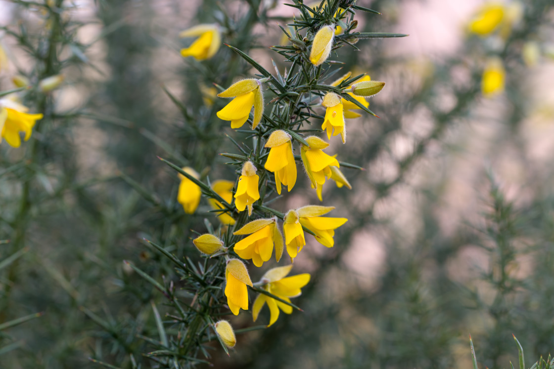 "Gorse Bloom" stock image