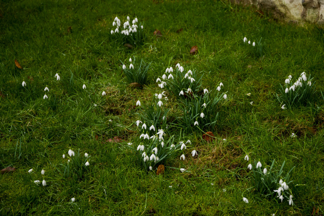 "Snowdrops" stock image