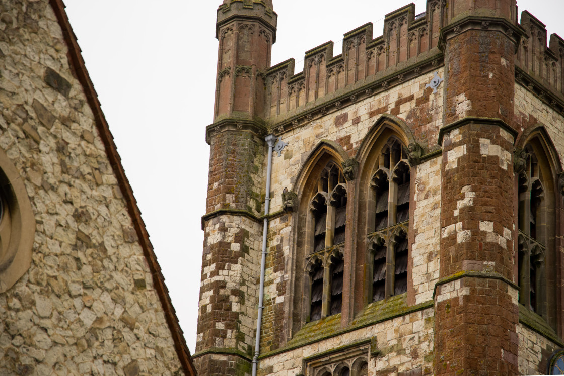 "Church Peregrine" by Gordon England - $12.63 "Church Peregrine" stock image