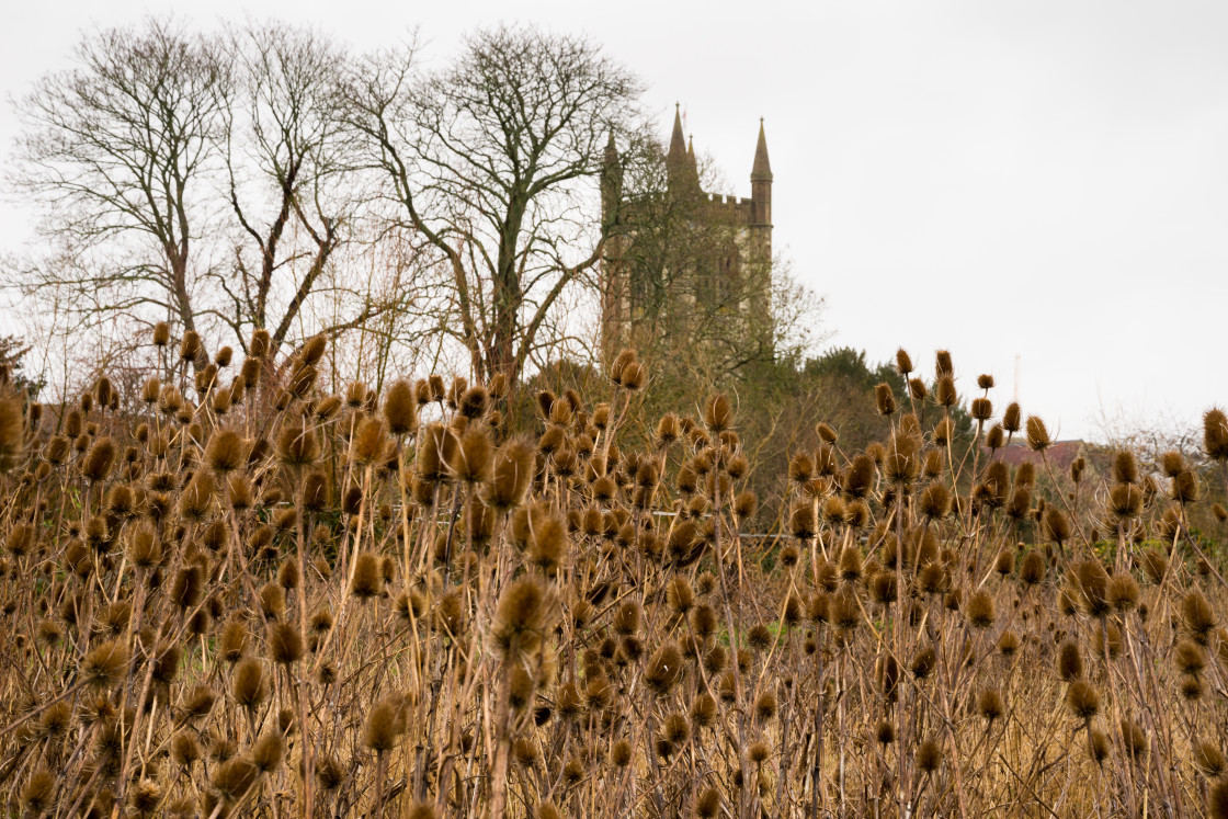 "Teasel Seedheads" stock image