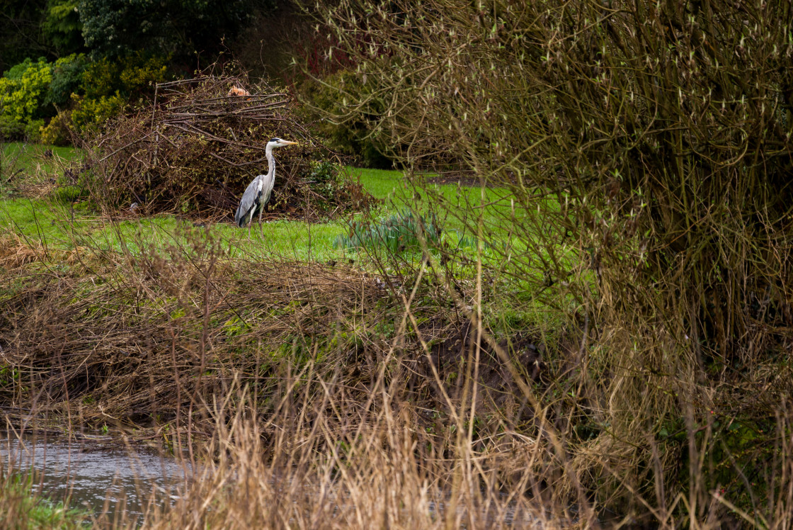 "Grey Heron" stock image