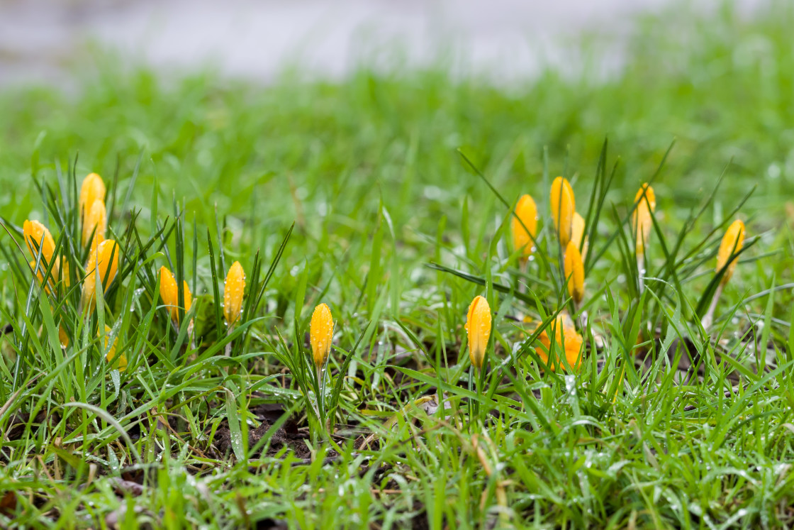 "Yellow Crocus" stock image