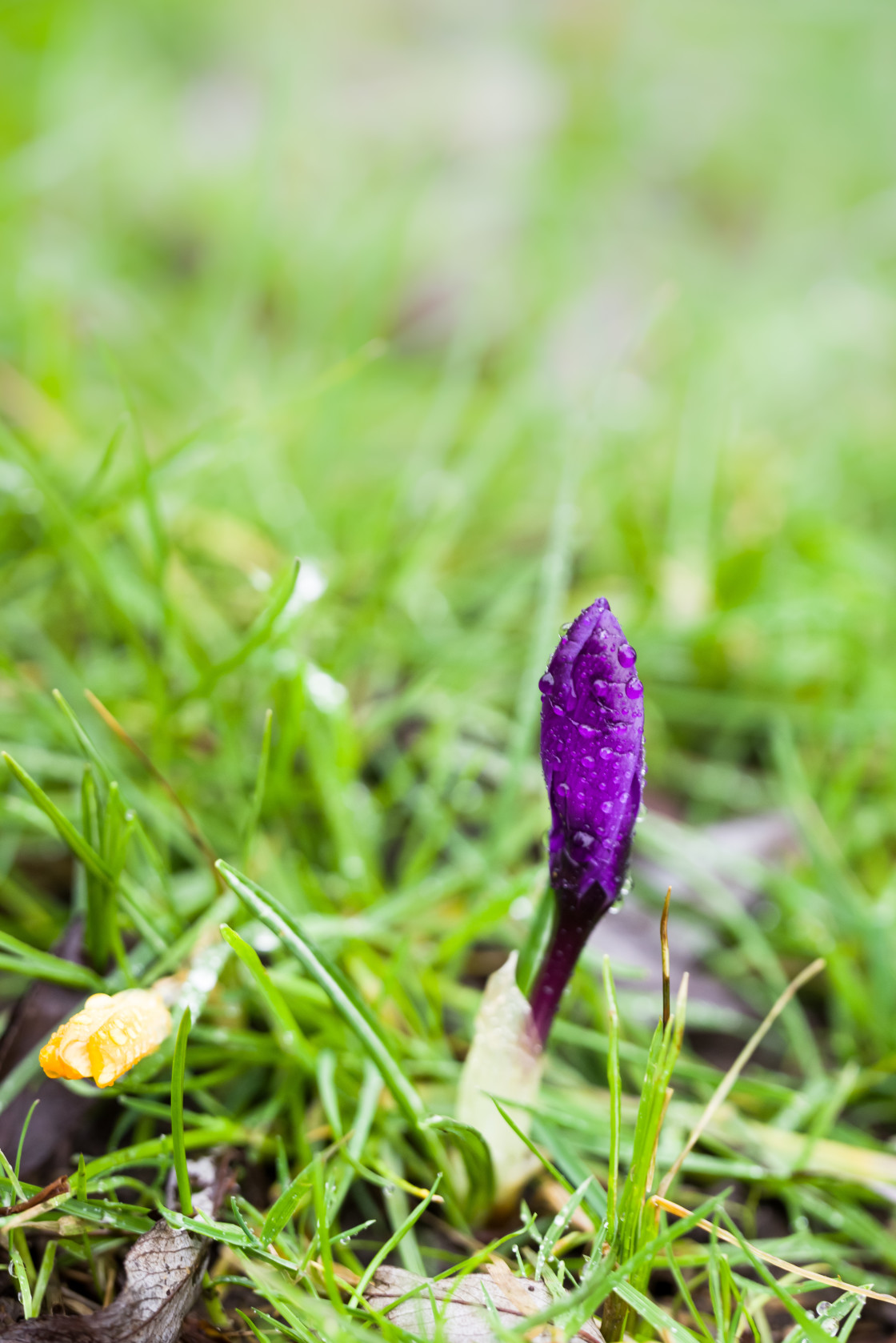 "Purple Crocus" stock image