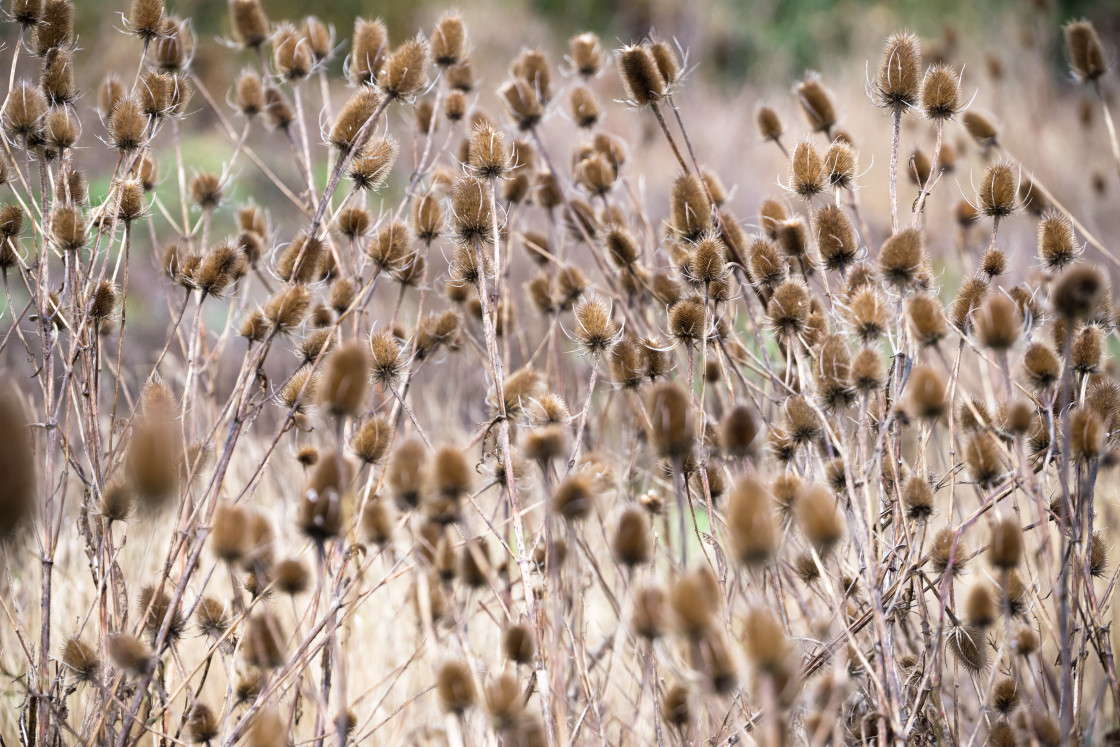 "Teasel Seedheads" stock image