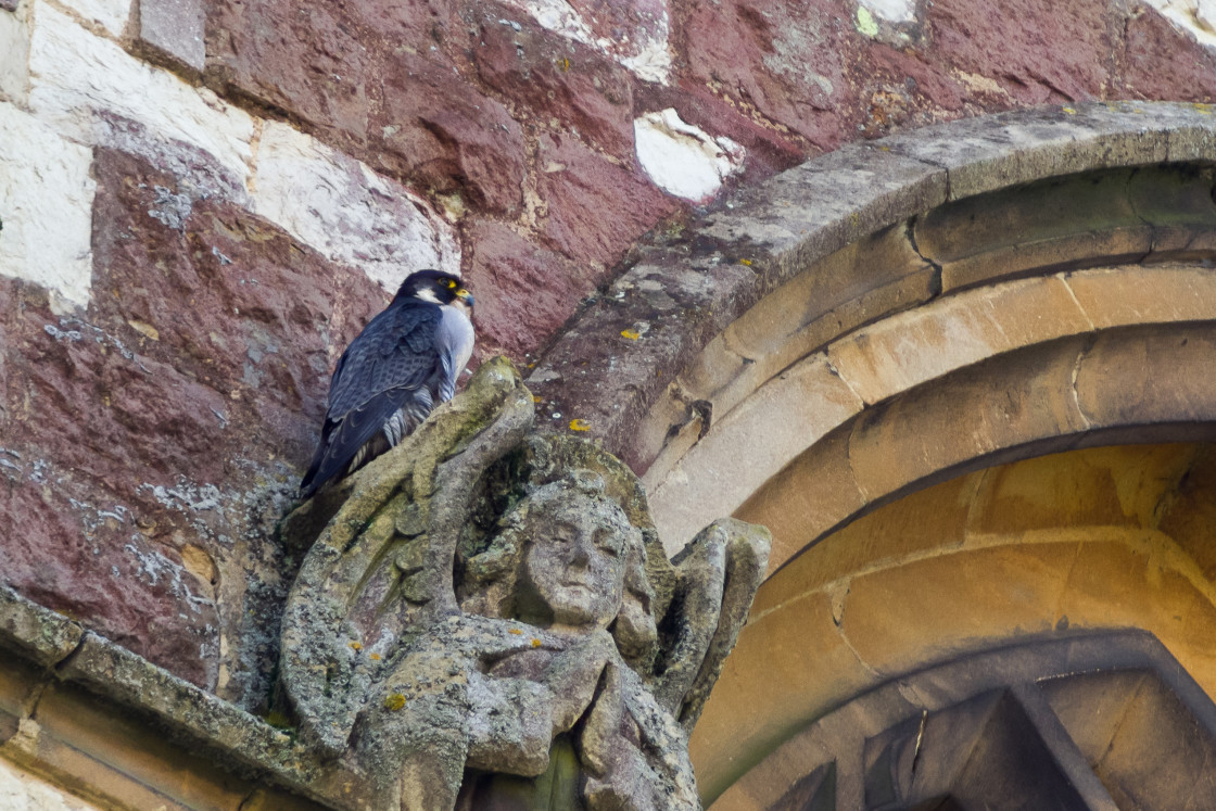 "Peregrine Falcon" stock image