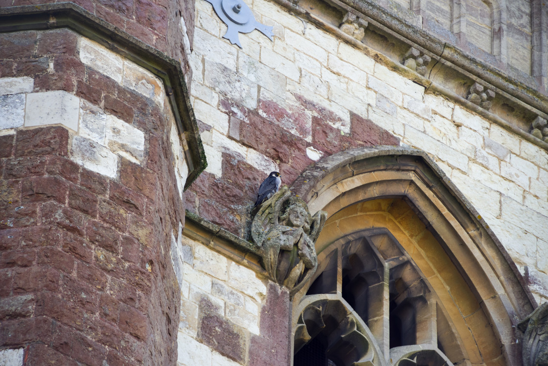 "Peregrine Falcon" stock image