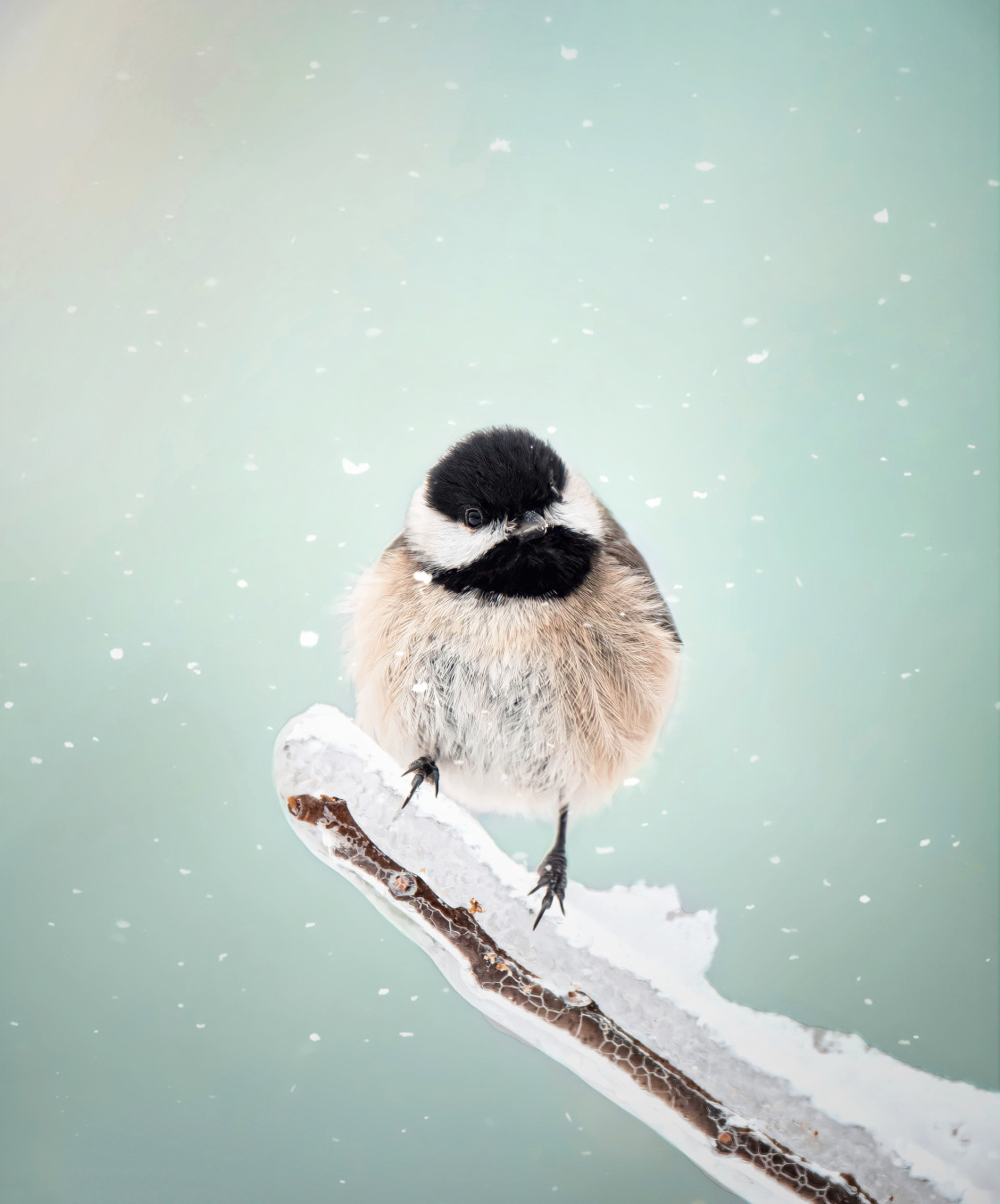 "Carolina Chickadee" stock image