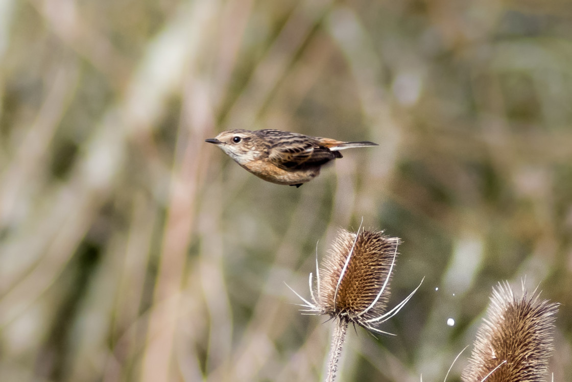 "Stonechat in flight" stock image