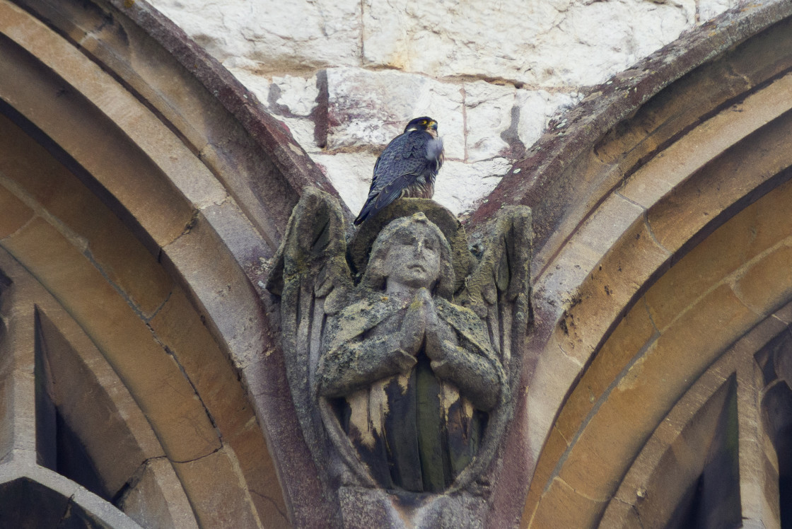 "Peregrine Perched on Angel" stock image