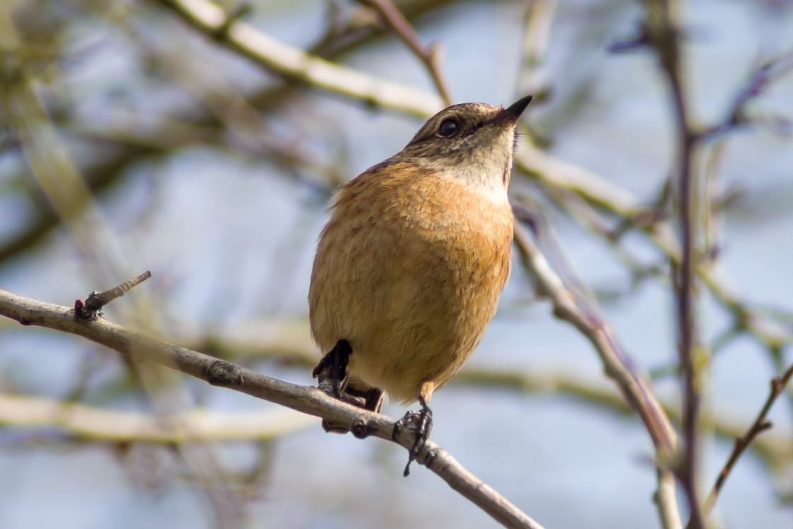 "Female Stonechat" stock image