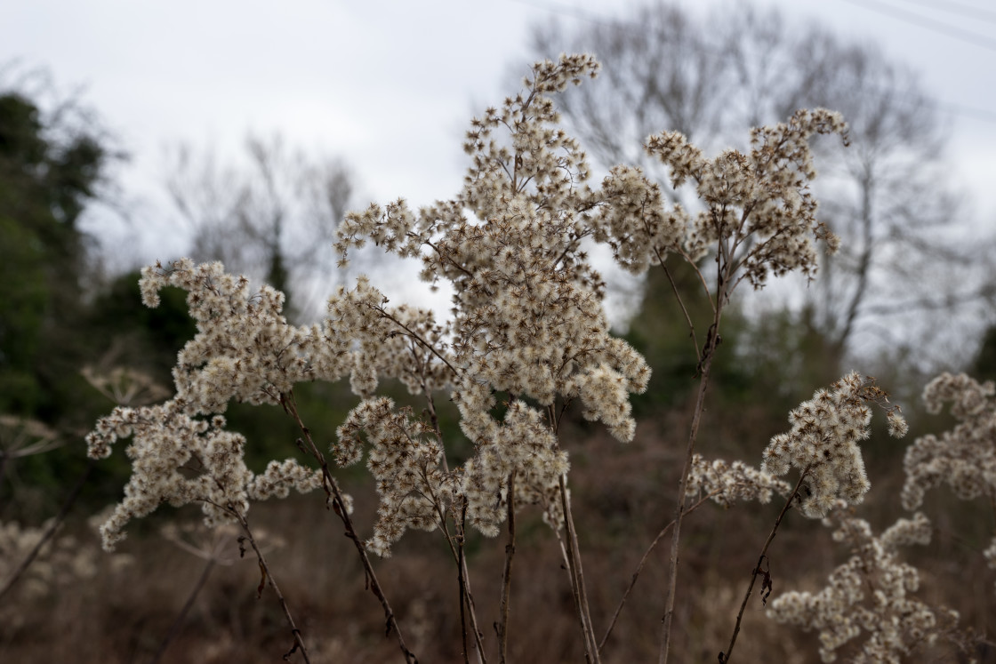 "Goldenrod Seed Head" stock image