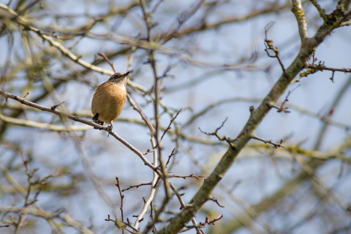 "Stonechat" by Gordon England - $12.62 "Stonechat" stock image