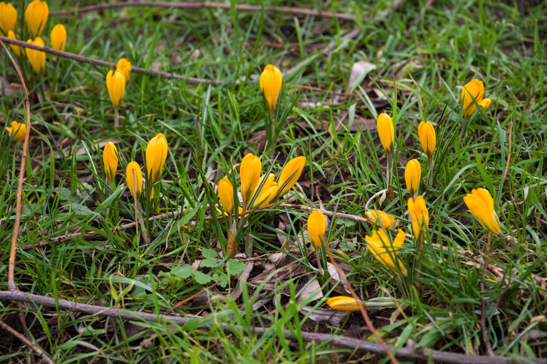 "Yellow Crocus" stock image