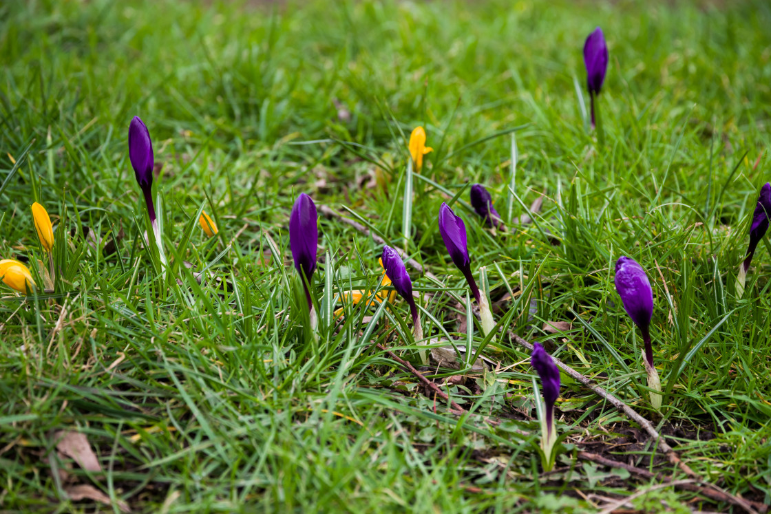 "Purple Crocus Buds" stock image