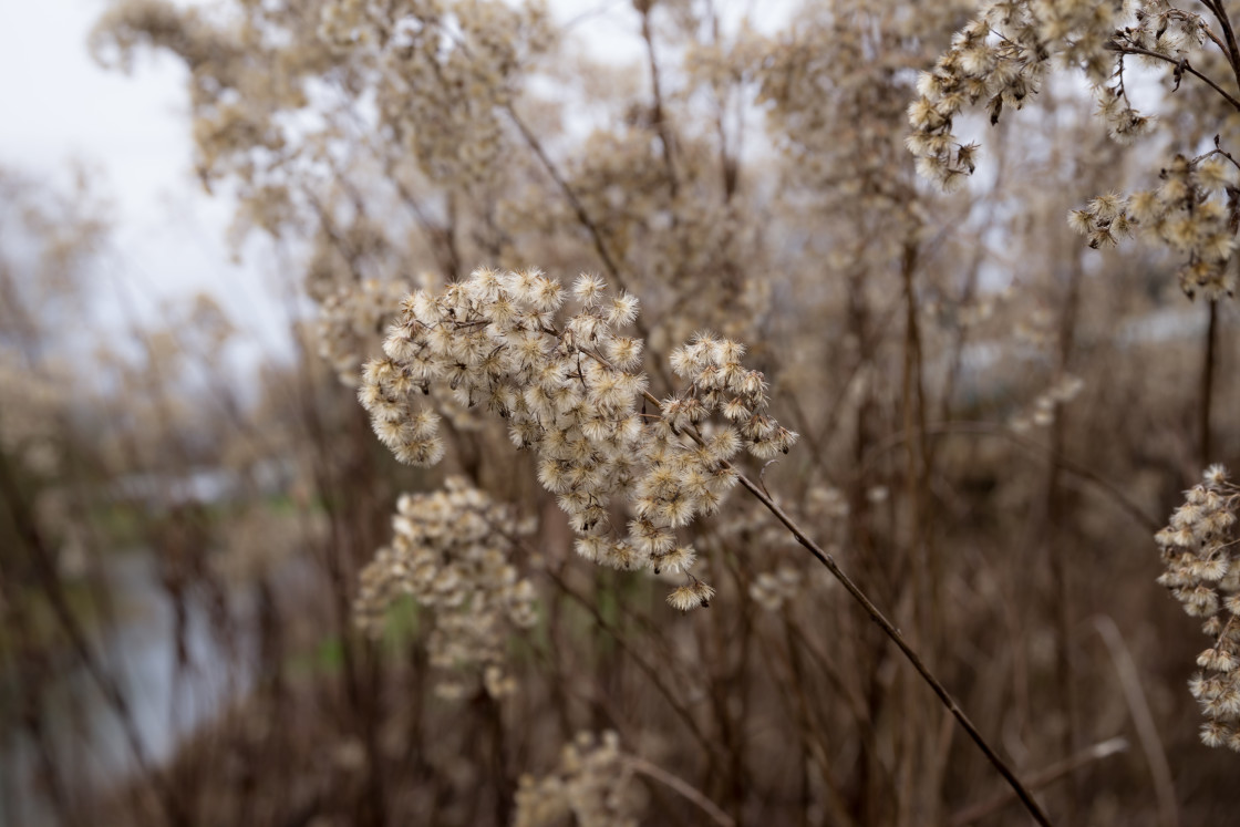 "Winter Goldenrod" stock image