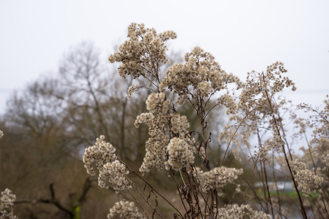 "Winter Goldenrod" stock image