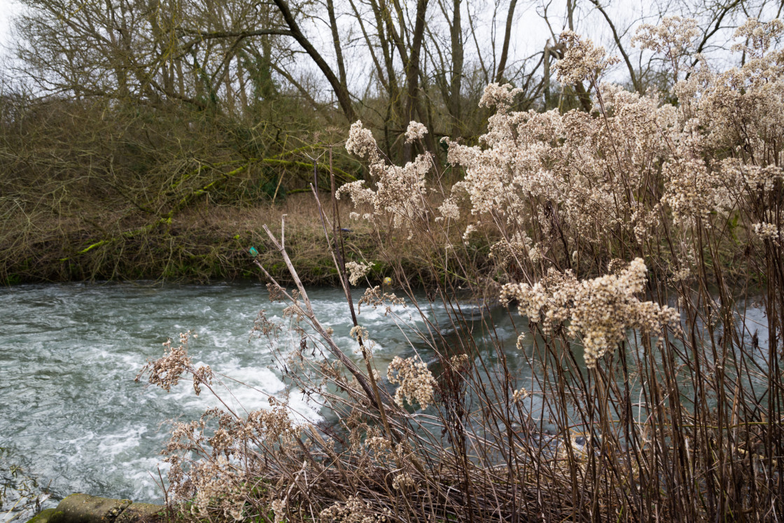 "Goldenrod by River" stock image