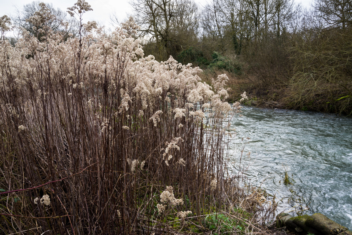 "Goldenrod by River" stock image