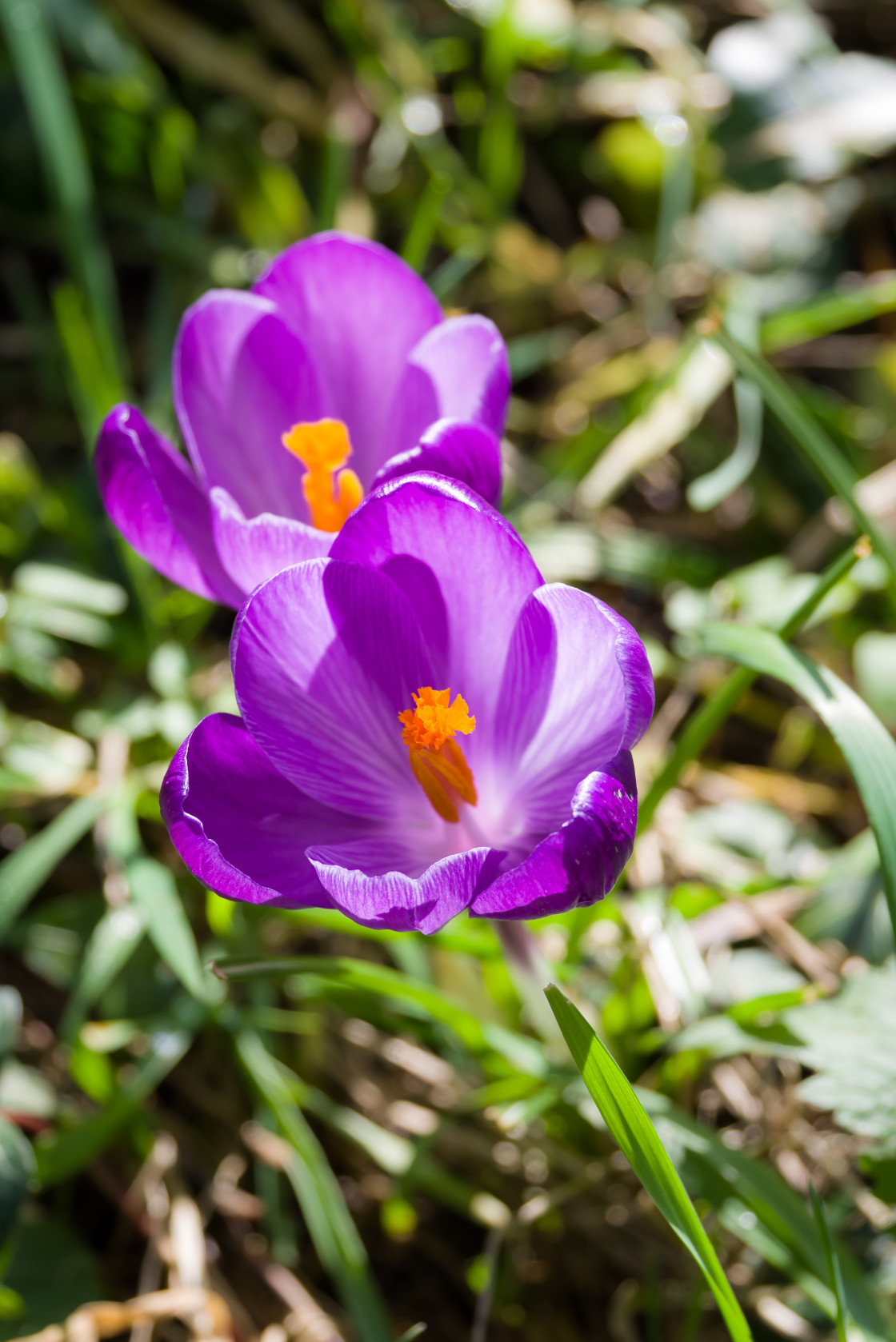 "Purple Crocus" stock image