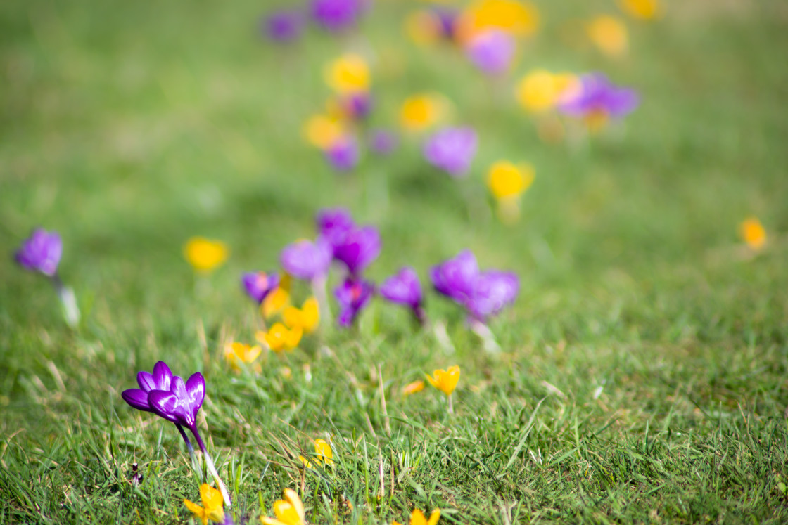 "Crocus Bokeh" stock image