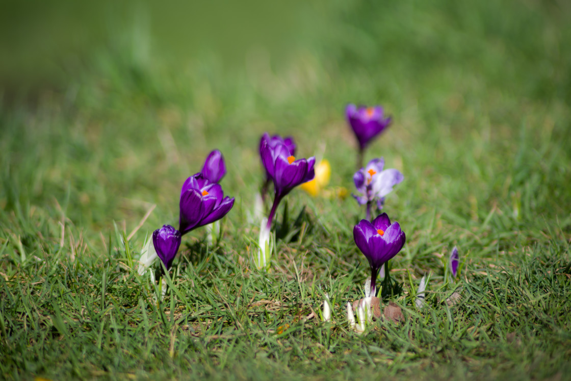 "Purple Crocus" stock image