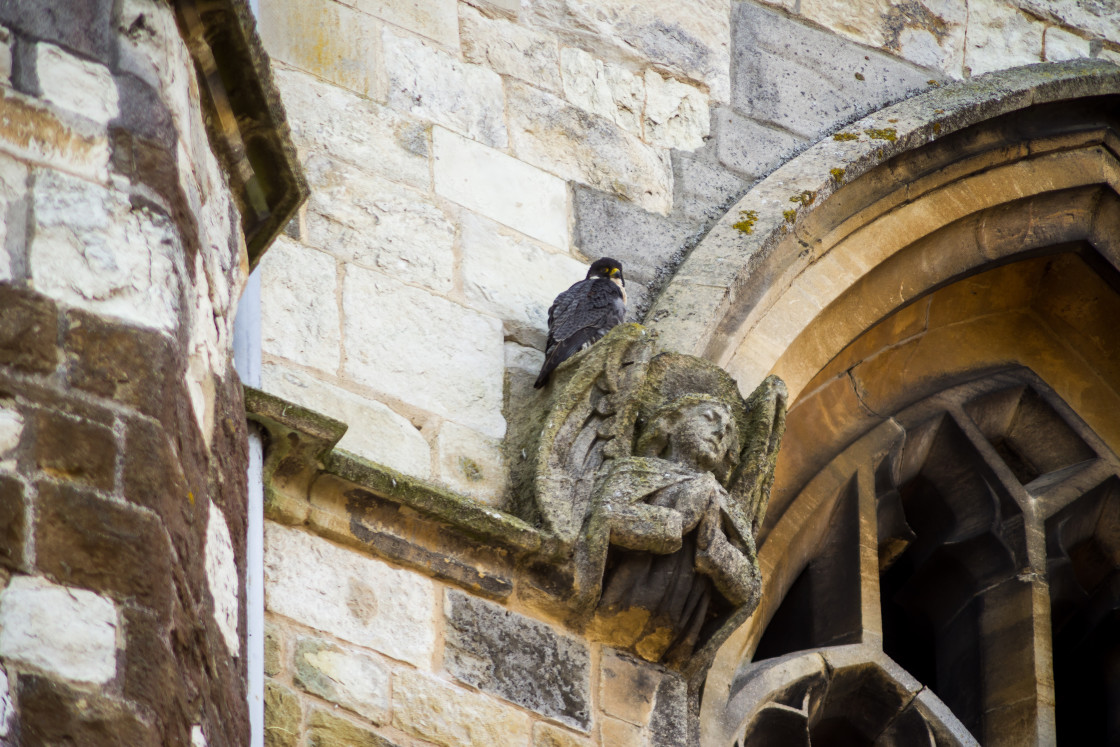 "Peregrine Falcon" by Gordon England - $12.06 "Peregrine Falcon" stock image