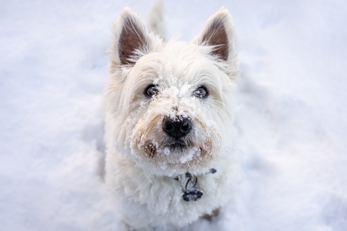 "Snow Dog" stock image