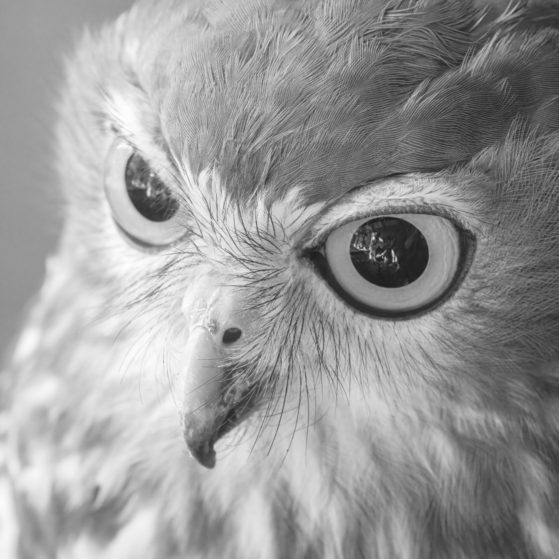 "Barking Owl - closeup#1 - monochrome" stock image