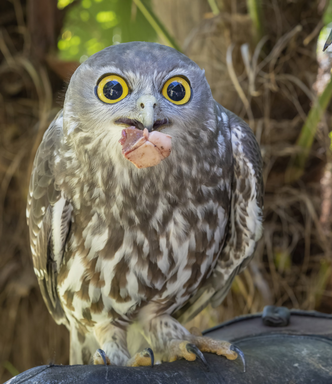 "Barking Owl with bacon treat" stock image