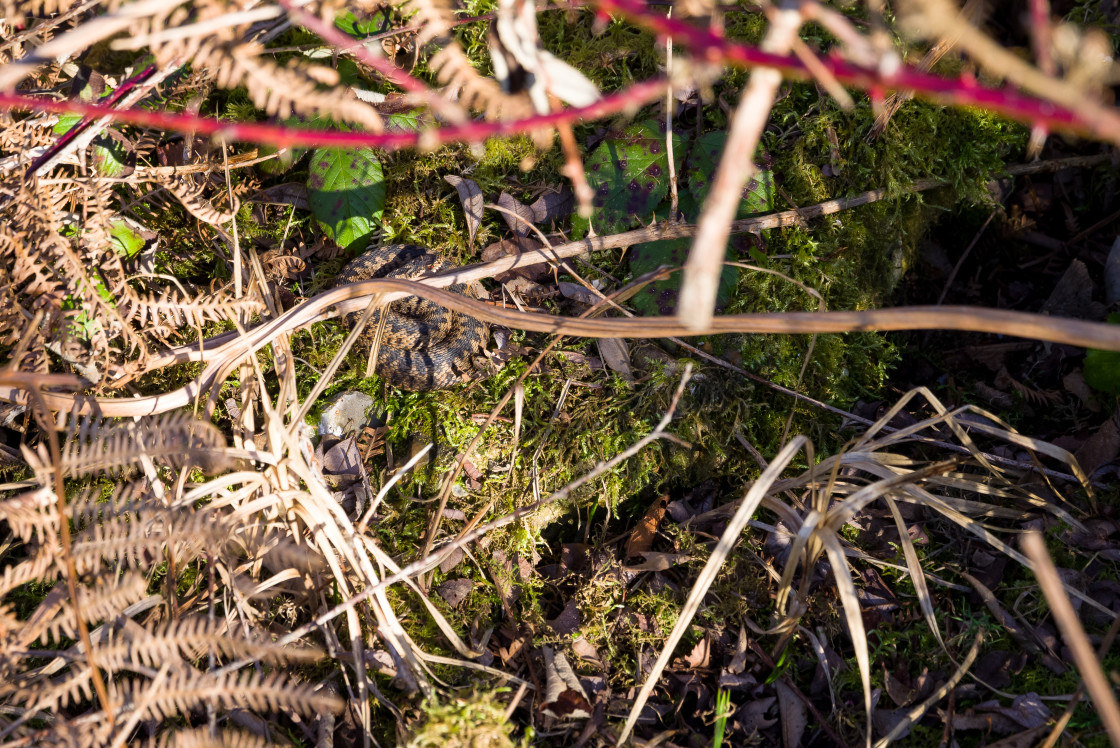 "Adder Snake" stock image