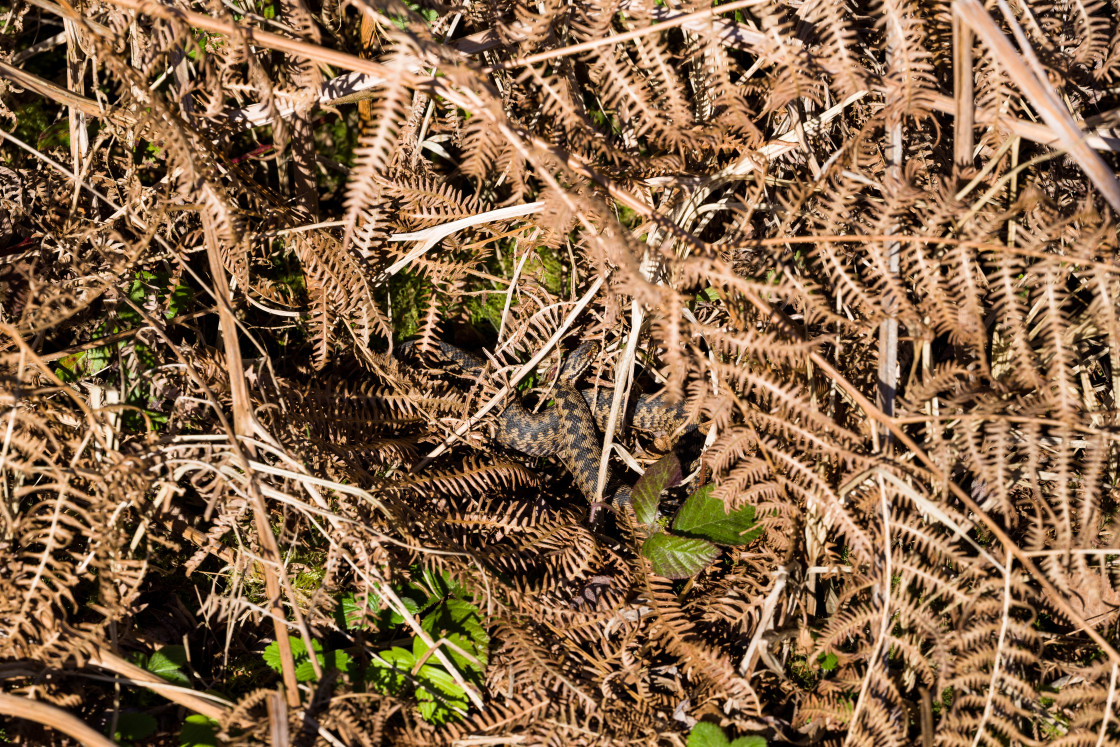 "Adder Snake" stock image