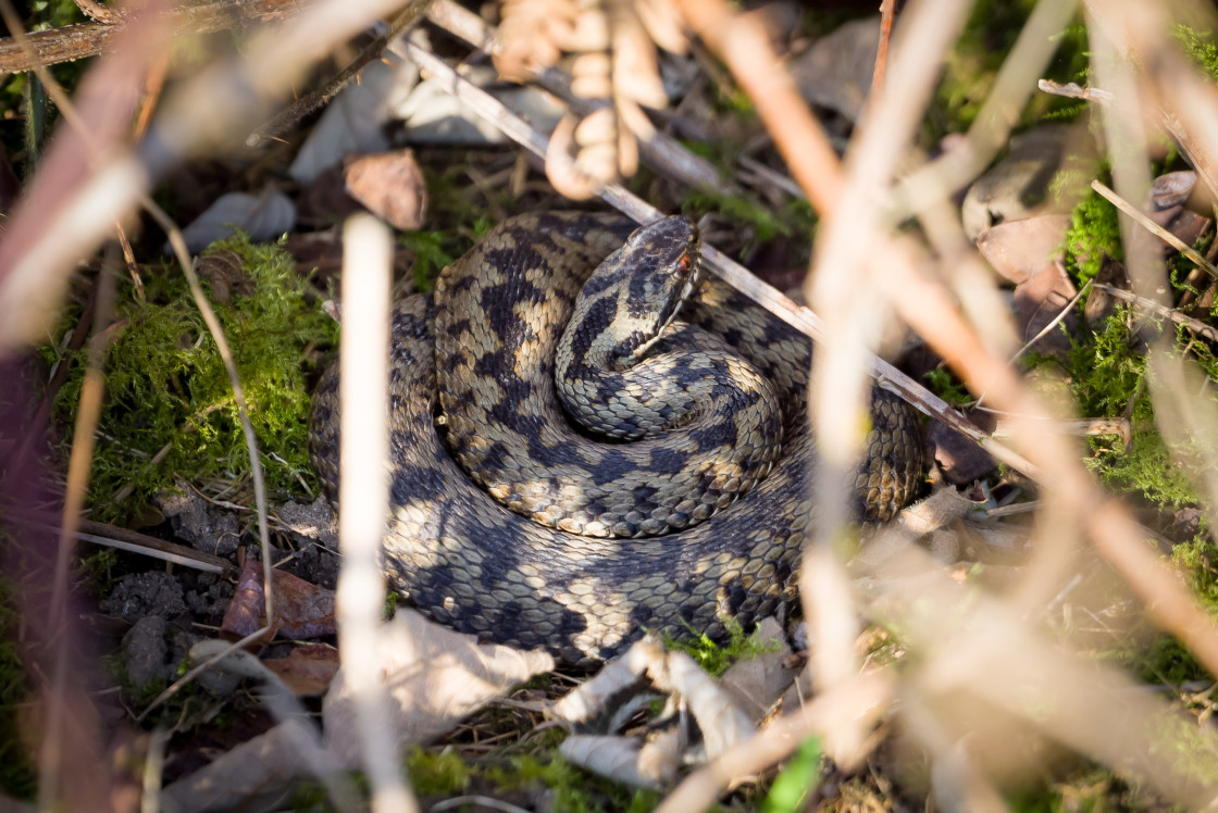 "Coiled Adder" stock image