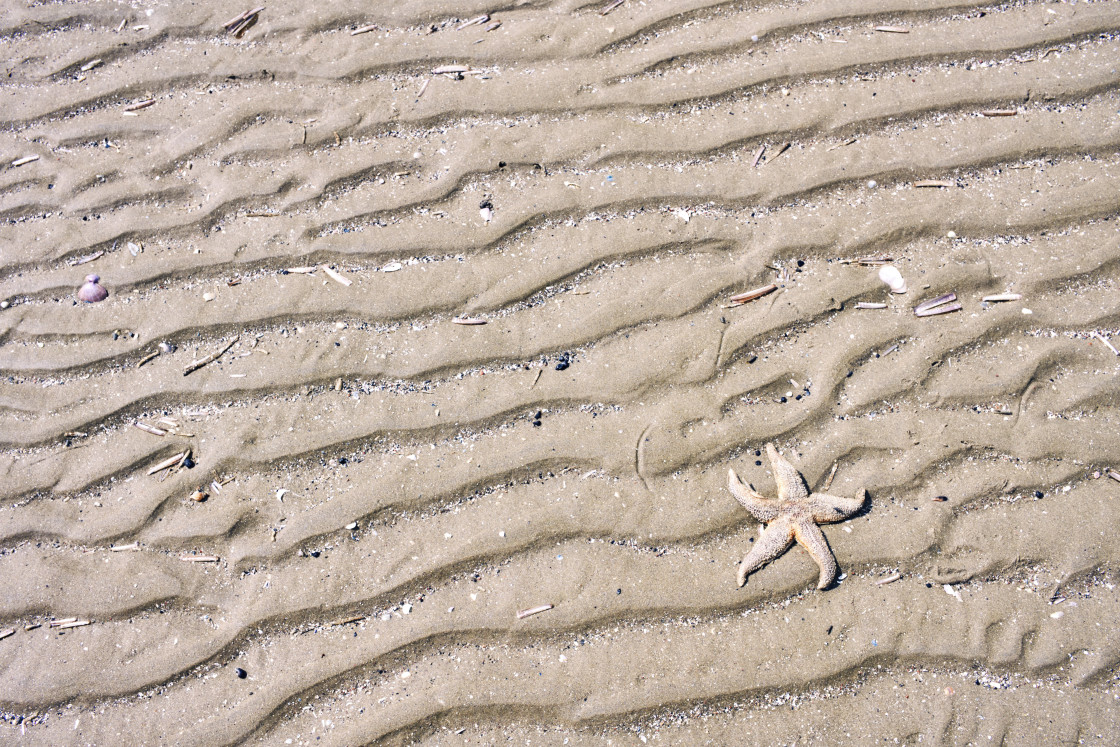 "Starfish washed up on beach" stock image