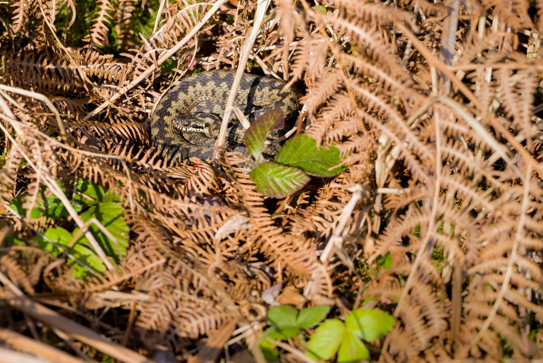 "Adder Snake" stock image