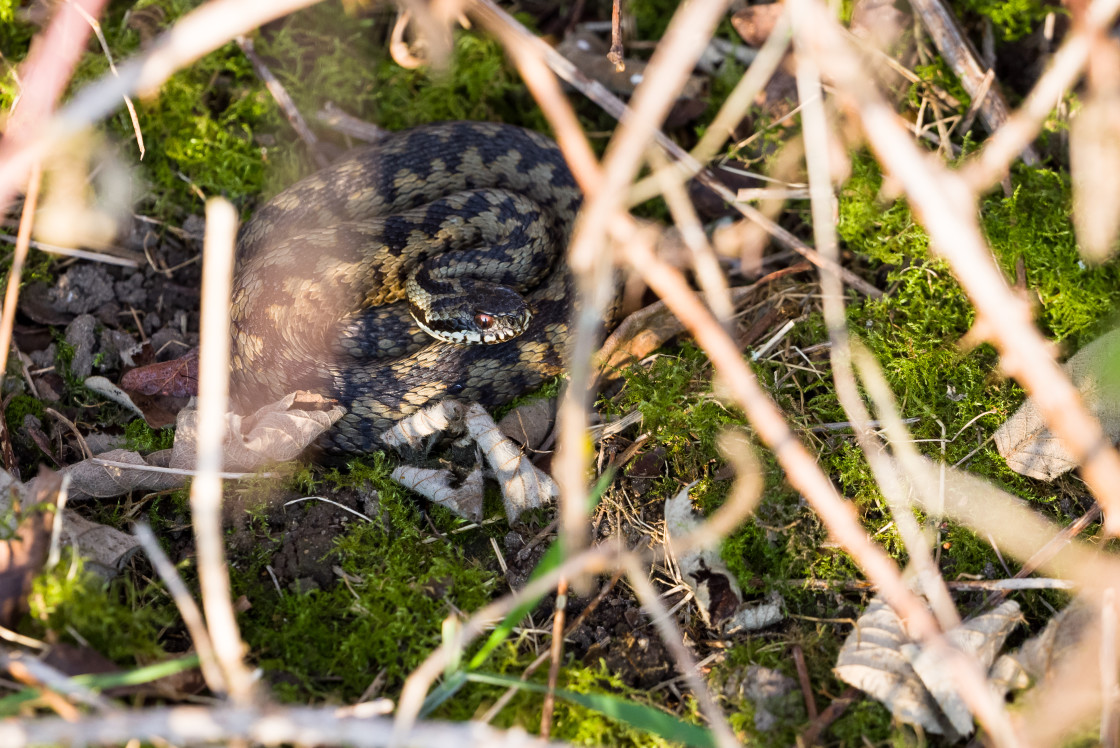 "Adder Snake" stock image