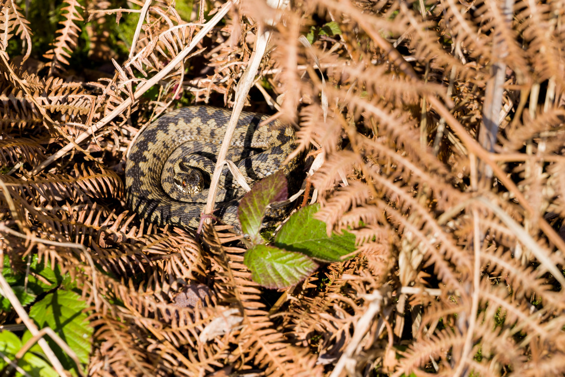 "Adder Snake" stock image