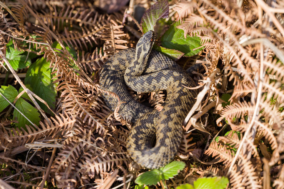 "Adder" stock image