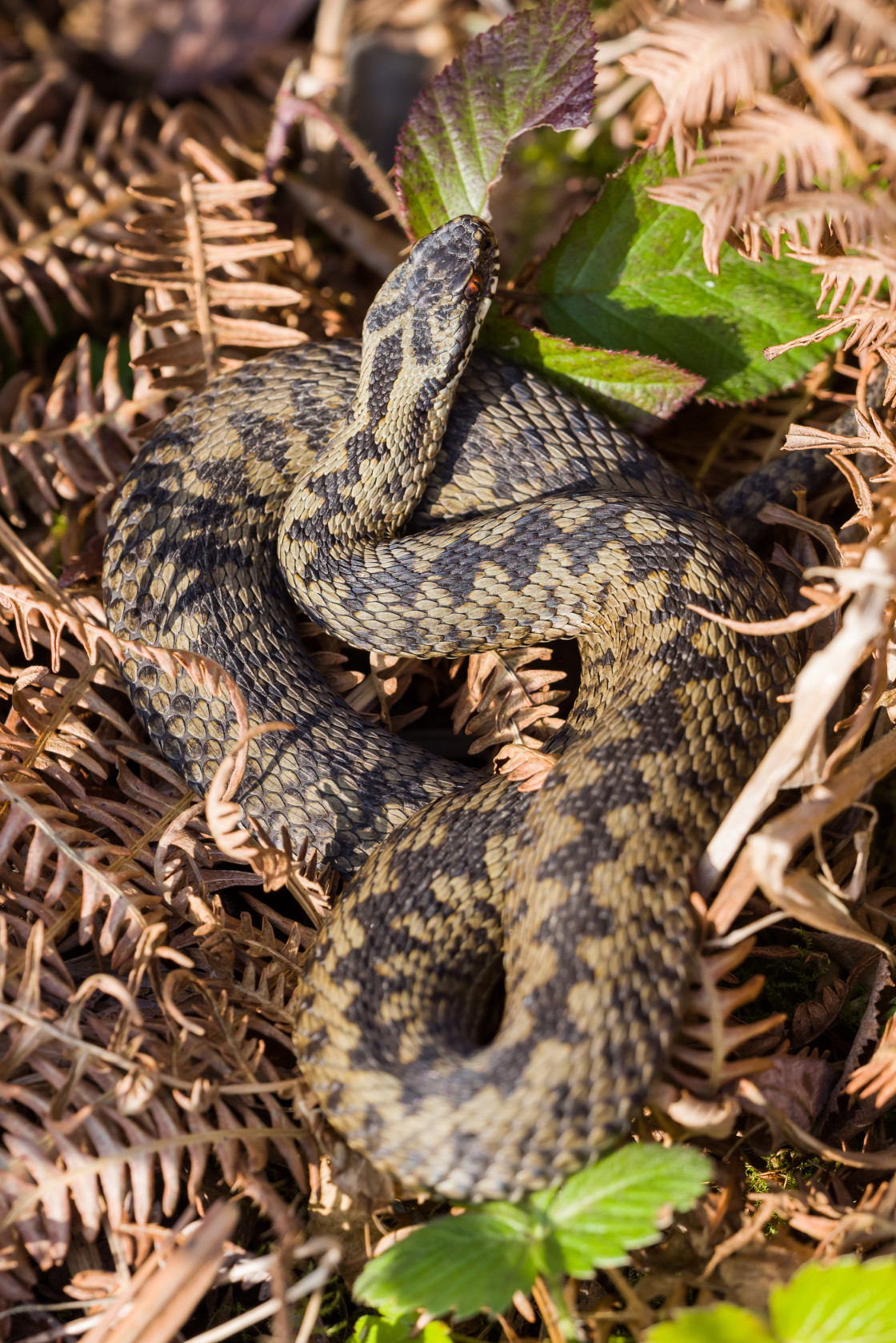 "Adder" stock image