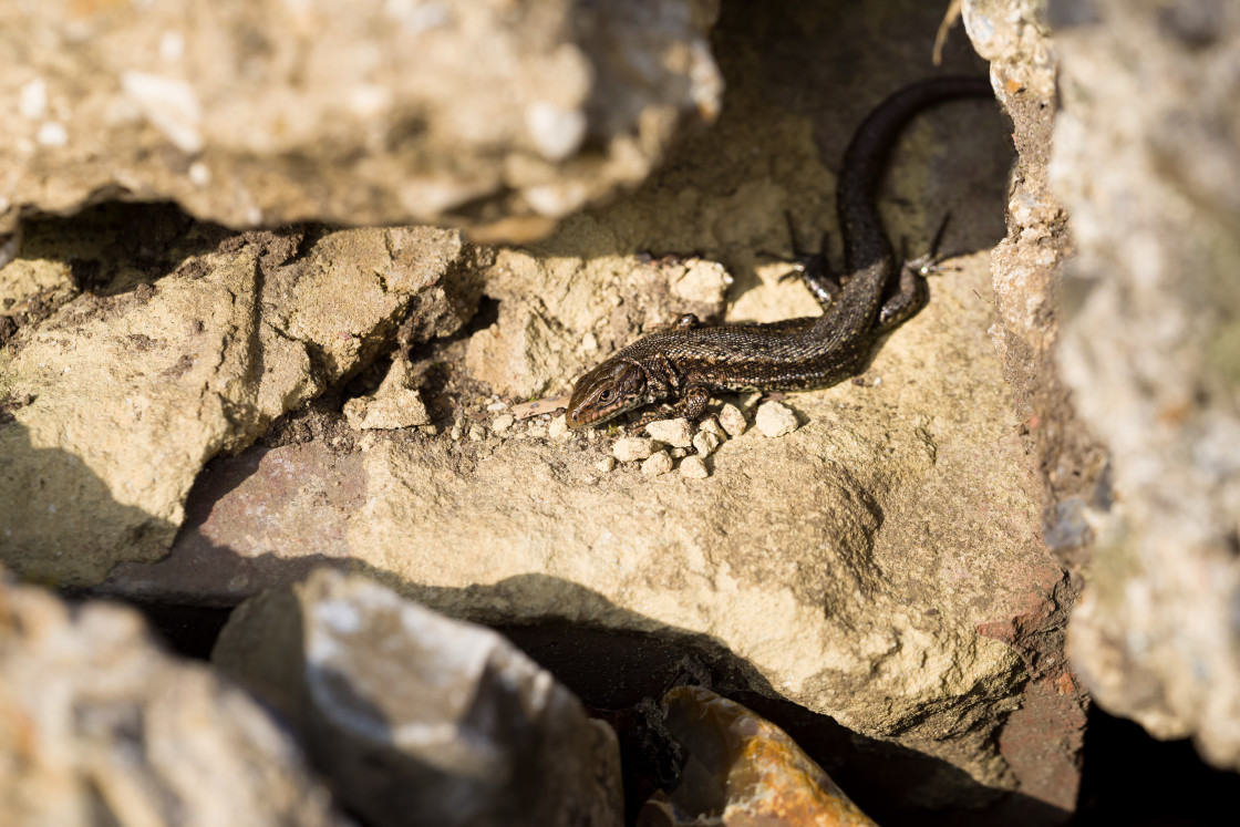 "Common Lizard" stock image