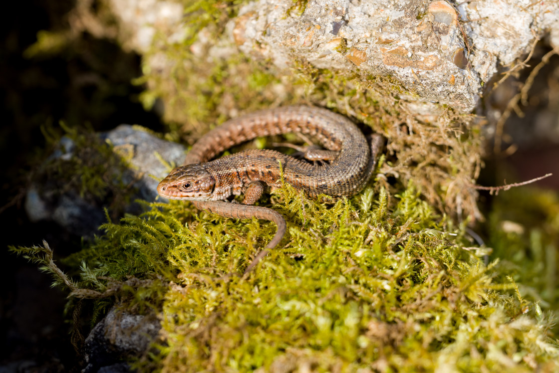 "Common Lizard" stock image