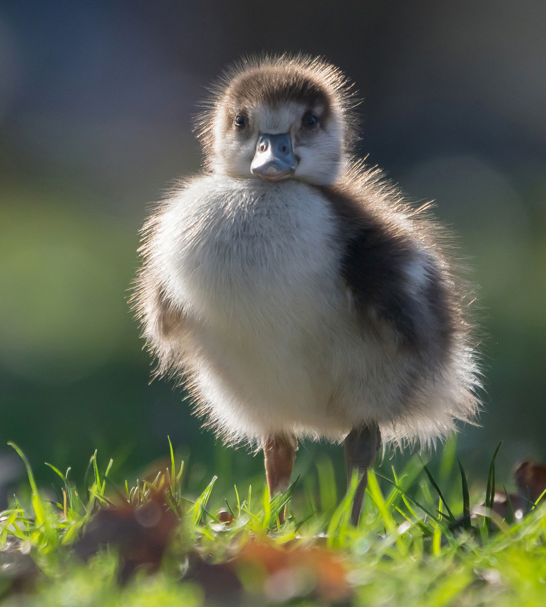 "Egyptian Goose Gosling" stock image