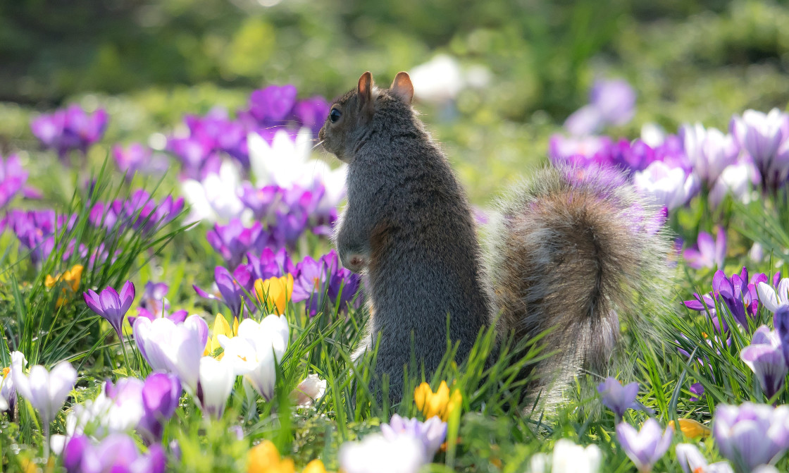 "The Squirrel & The Crocuses" stock image